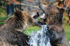 What Should You Do If You Encounter a Bear?