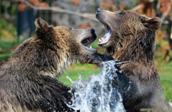What Should You Do If You Encounter a Bear?
